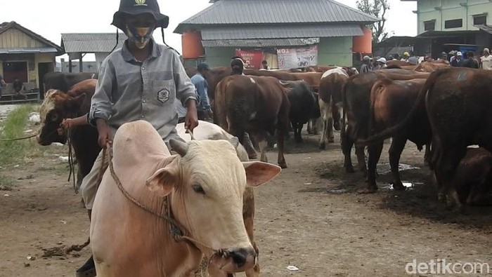 Pasar Hewan Petambakan, Banjarnegara, Rabu (15/7/2020).