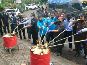 Musnahkan Barang Bukti, BNN Cilegon Bakar 15 Kg Ganja