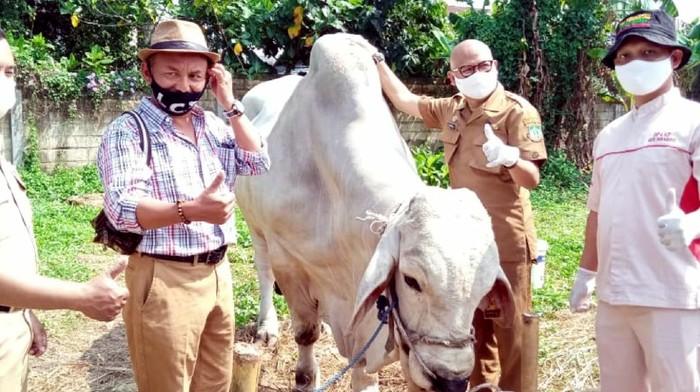 Petugas memeriksa kesehatan hewan kurban di Sukabumi