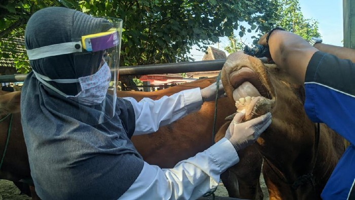 Petugas Temukan Penyakit Cacing Mata pada Sapi