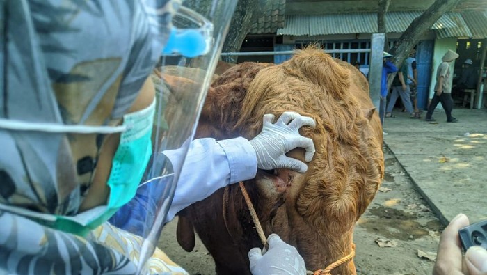Petugas Temukan Penyakit Cacing Mata pada Sapi