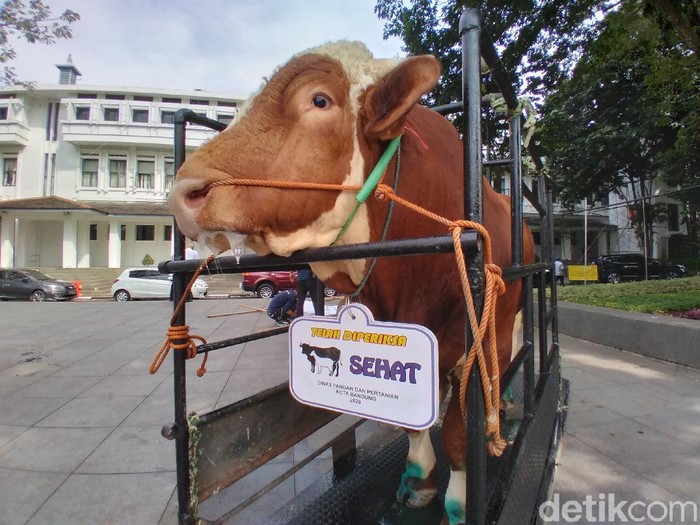 Sapi di Bandung yang sudah mendapat kalung sehat