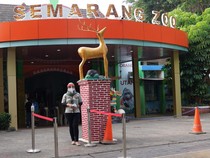 Sederet Penjelasan Pemkot soal Matinya Harimau Putih Koleksi Semarang Zoo