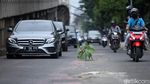 Waduh, Kok Ada Tanaman di Tengah Jalan Jakarta