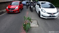 Sebuah tanaman tampak berdiri di tengah jalan saat sejumlah kendaraan melintasi Jalan Gatot Subroto, Jakarta, Rabu (15/7/2020).