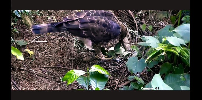 Burung elang Pusat Suaka Satwa Elang Jawa