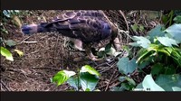 Elang Jawa di habitat aslinya pun sulit menetaskan anaknya. Burung-burung ini ada di pusat suaka yang berada di bawah Taman Nasional Gunung Halimun Salak (TNGHS). Foto: (Istimewa Tangkapan Layar CCTV)
