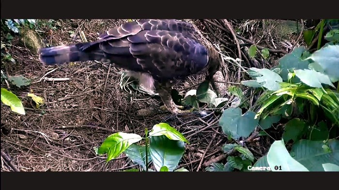Burung elang Pusat Suaka Satwa Elang Jawa