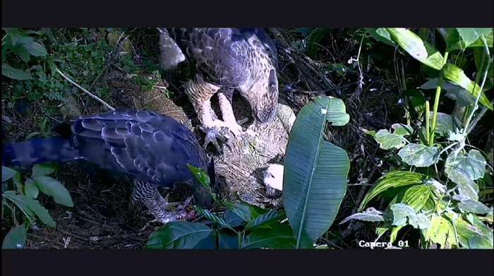 Burung elang Pusat Suaka Satwa Elang Jawa