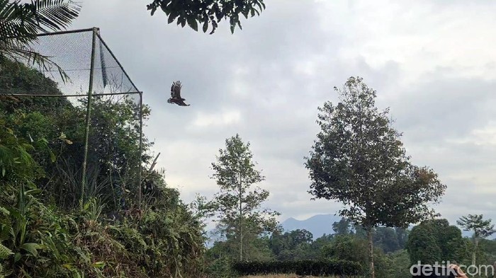 elang dilepasliarkan ke gunung halimun salak