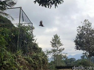 Raja, Elang Ular Bido Akhirnya Bebas Kepakkan Sayap di Gunung Halimun Salak