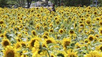 Seorang pengunjung berselfie di tengah-tengah taman bunga matahari, Rabu, 15 Juli 2020. 