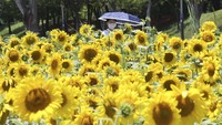 Ratusan bunga matahari mekar di sebuah taman di Ansan, Korea Selatan.