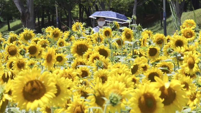 A banner about precautions against new coronavirus is shown in a field of sunflowers at a park in Ansan, South Korea, Wednesday, July 15, 2020. The signs read: 