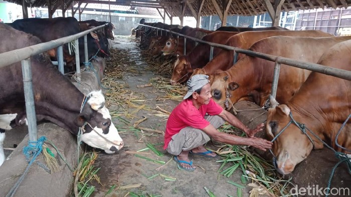 Harga Sapi Kurban : Intip Kisaran Harga Hewan Kurban 2021 Mulai Domba