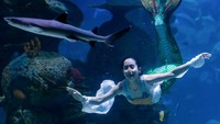 Nikita Fima bergantian dengan Mermaid Pia menjadi pemeran utama sebagai putri Raja yang menjadi putri duyung di pertunjukan ini (dok Jakarta Aquarium)