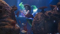 Para putri duyung ini pun semuanya berasal dari Indonesia (dok Jakarta Aquarium)