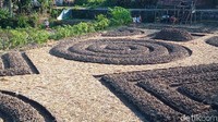 Lahan yang disewanya seluas 2.000 meter2 itu kata Agung, tidak hanya sekadar akan jadi lahan sayur sungguhan. Tapi juga jadi lukisan.