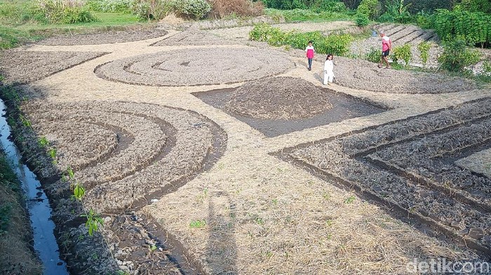 Kebun Sayur Batik di Klaten