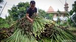 Keren! Gegara Wanita Ini, Eceng Gondok Melanglang Buana ke AS