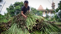 Sang Ratu Eceng memiliki 6 orang pekerja dan bisa menyelesaikan sebanyak 5-10 kerajinan setiap harinya di workshopnya yang terletak di Kunciran Jaya, Kota Tanggerang.  