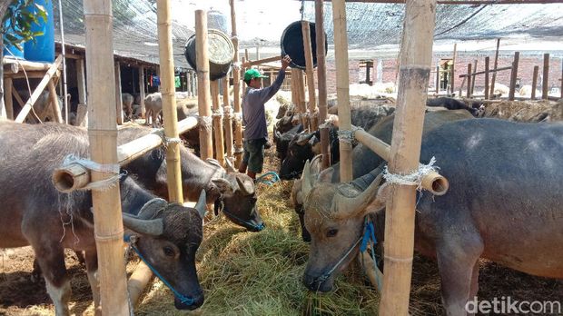 Kerbau hewan kurban di kandang Kudus ini mendapat jamu hingga layanan pijat, Kamis (16/7/2020).