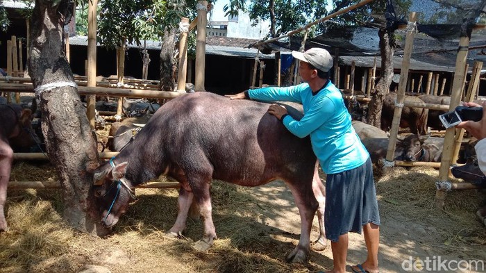 Kerbau hewan kurban di kandang Kudus ini mendapat jamu hingga layanan pijat, Kamis (16/7/2020).