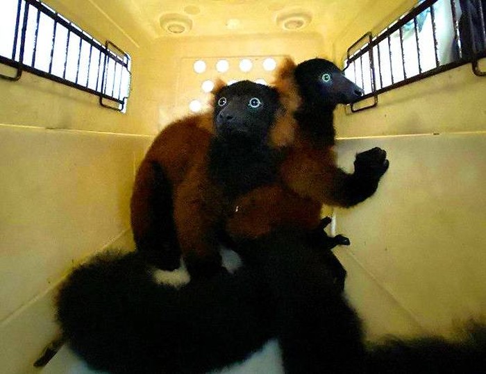 Lemur Leher Merah