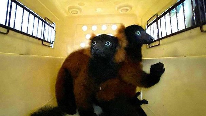 Lemur Leher Merah