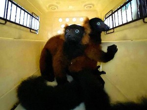 Pengunjung Nakal Cekoki Lemur dengan Soft Drink, Singapura Murka!