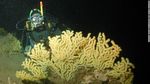 Potret Perairan Patagonia Chile yang Simpan Surga Biota Laut Baru