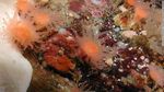 Potret Perairan Patagonia Chile yang Simpan Surga Biota Laut Baru