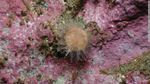 Potret Perairan Patagonia Chile yang Simpan Surga Biota Laut Baru