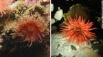 Potret Perairan Patagonia Chile yang Simpan Surga Biota Laut Baru