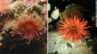 Ahli biologi, Vreni Haussermann, tiba di Patagonia Chile pada akhir 1990-an. Ia ingin menjelajahi apa yang disebut salah satu hutan belantara terakhir di bumi. Di antara temuan di air dangkal adalah dua anemon baru, isoparactis fionae dan isoparactis fabiani ini.
