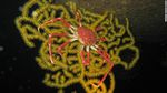 Potret Perairan Patagonia Chile yang Simpan Surga Biota Laut Baru