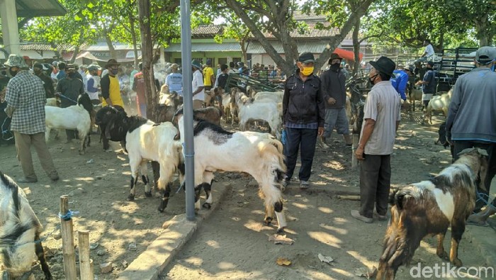 penjual hewan kurban di ponorogo