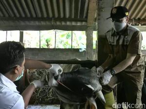 Pandemi Corona, Stok Hewan Kurban di Kendal Turun 50 Persen