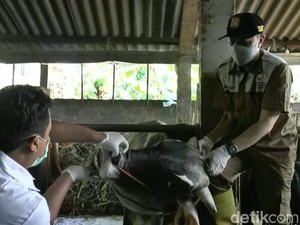 Pandemi Corona, Stok Hewan Kurban di Kendal Turun 50 Persen