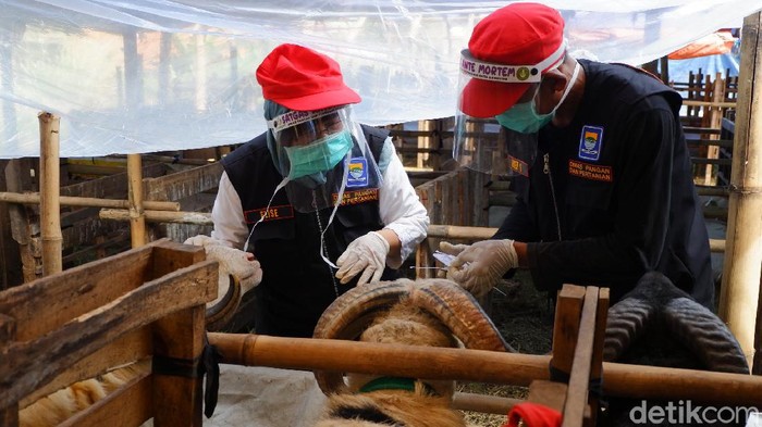 Petugas temukan hewan kurban sakit dan tak layak jual di Bandung