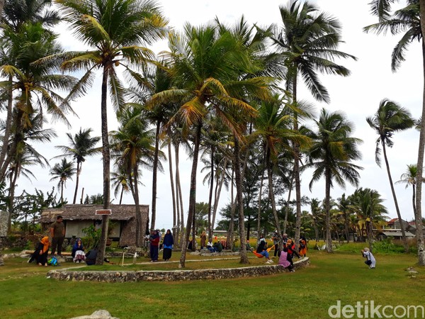 Pengunjung akan disuguhkan dengan udara sejuk pantai dan dihadapkan dengan area persawahan. Pohon-pohon kelapa akan membawa suasana sejuk dan asri yang bikin betah. (Kristina/detikcom)