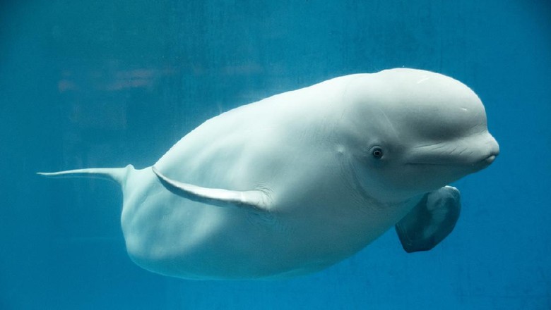 Puas Beluga White Beluga Whale is looking at the camera from underwater.