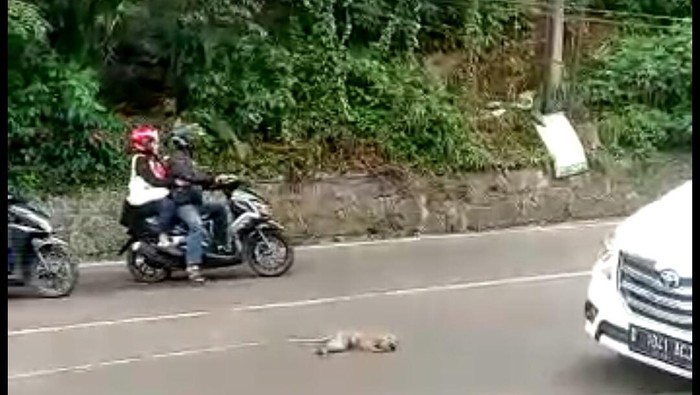 Seekor monyet ekor panjang mati ditabrak motor di Lembang