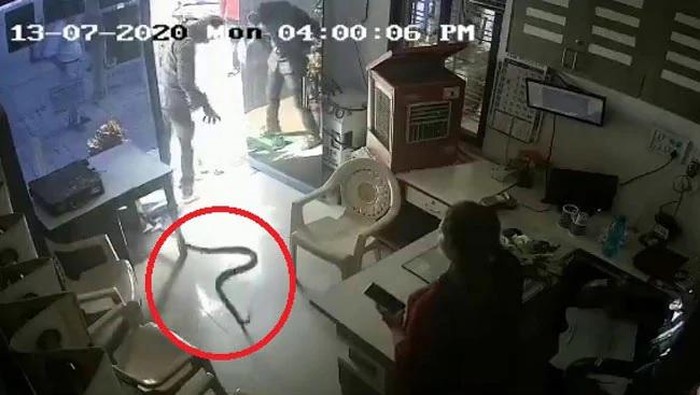 Ular kobra dilempar ke kantor SPBU