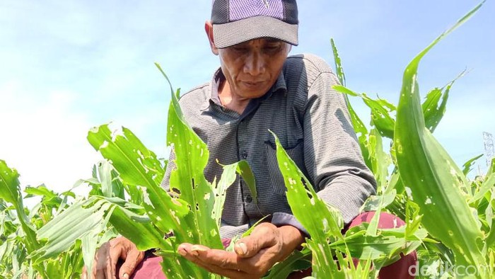 ulat grayak serang ladang jagung probolinggo