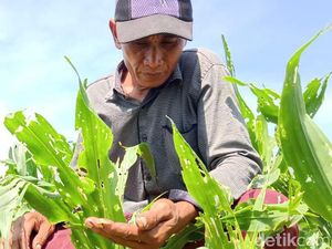 Ulat Grayak Bikin Petani Kota Probolinggo Rugi Jutaan Rupiah