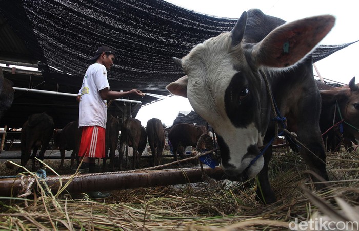 Jelang Idul Adha kini hewan qurban mulai bermunculan di Jakarta, Pemprov DKI melalui Wakil Gubernur DKI Ahmad Riza Patria mengecek langsung kesiapan hewan qurban di PD Dharma Jaya, Jakarta Timur, Rabu (16/7/2020).