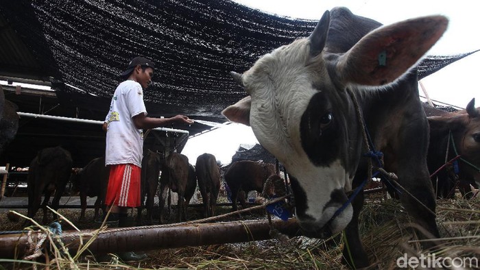 Jelang Idul Adha kini hewan qurban mulai bermunculan di Jakarta, Pemprov DKI melalui Wakil Gubernur DKI Ahmad Riza Patria mengecek langsung kesiapan hewan qurban di PD Dharma Jaya, Jakarta Timur, Rabu (16/7/2020).