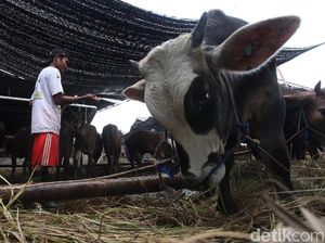 Anies: 38 Ribu Hewan Kurban Sudah Masuk Jakarta, Kondisinya Sehat
