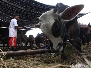 Pemkot Banda Aceh Wajibkan Pemotong Hewan Kurban Pakai APD